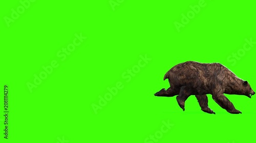 4k grizzly bear runing enter on the left side and exiting on right side. Animation isolated on Green Screen, 3D brown bear fast run rendering on chroma key, Scientific name, Ursus arctos horribilis