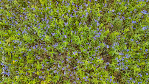 Aerial view flowering field with green leaves and blue flowers in Switzerland