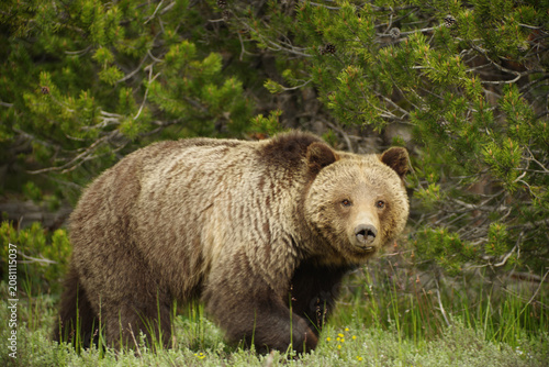 Photos Grizzly Bear