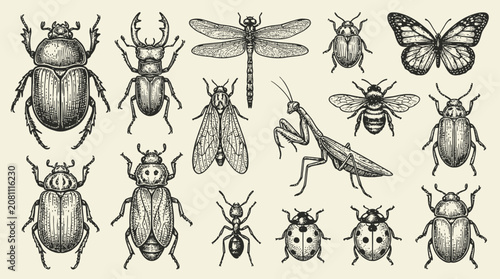Foto Collection of artistic hand drawn beetle and insect illustrations featuring vari