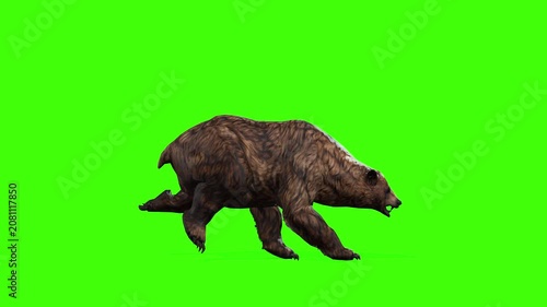 4k grizzly bear fast run front view loop animation isolated on Green Screen, 3D brown bear running rendering on the chroma key, Scientific name, Ursus arctos horribilis, easy to remove background