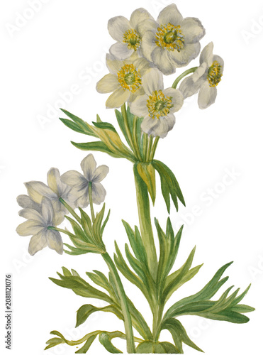 Obraz na plátne White clustered flowers