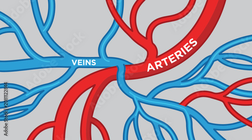 Veins And Arteries Vector Illustration