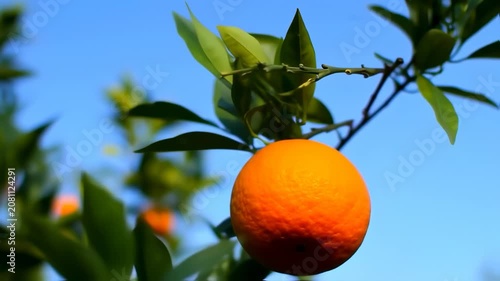 Close-up of orange tree branch with fruit and green leaves against bright blue sky