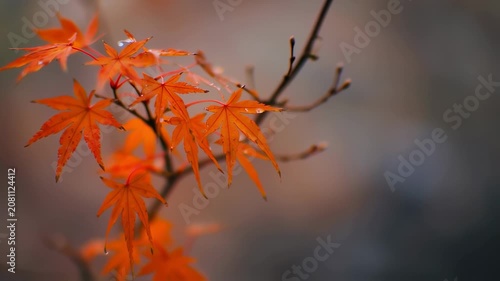 Bright orange maple leaves with water droplets adorn slender branches against a soft, blurred background