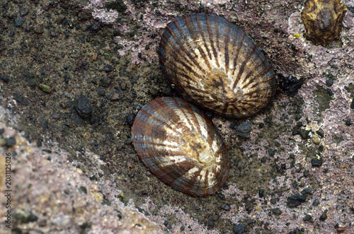 マツバガイ　海辺の生物