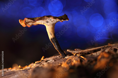 A dried mushroom on a stick