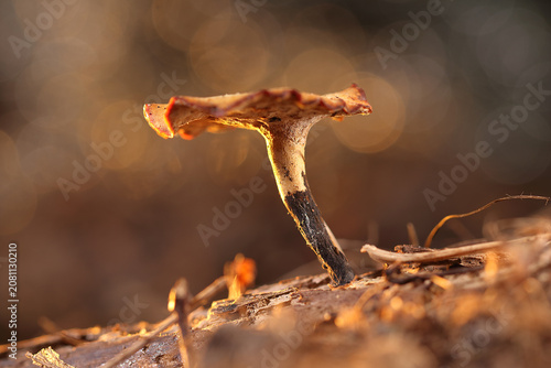 A dried mushroom on a stick