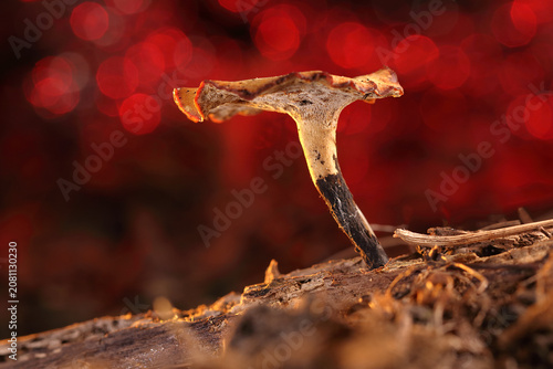 A dried mushroom on a stick