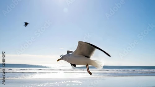 Seagull in mid-flight over a sandy beach, sunny day, clear blue sky, sparkling ocean waves, shore birds, coastal wildlife, marine habitat, freedom, nature travel.