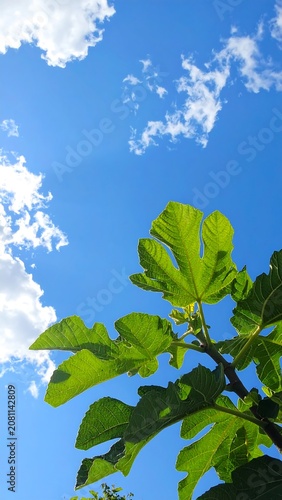 A low-angle shot of vibrant green leaves against a bright blue sky with fluffy white clouds