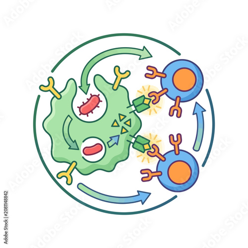 Immune system cell interaction with pathogens and lymphocytes medical illustration