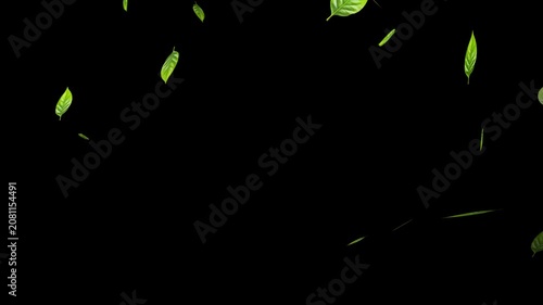 Leaves falling animation on green screen 4k. leaf falling. Green leaves are flying in slow motion. transparent alpha mask 
Green natural tea leaves with alpha channel, 3d rendering.
