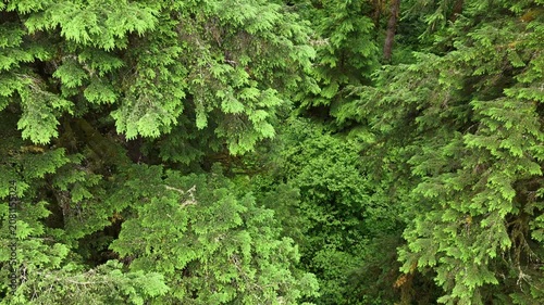 A lush, picturesque forest thrives in Oregon where large trees and rainfall are plentiful. The scenic Pacific Northwest is known for it vast expanses of forest, mountains, and rivers.