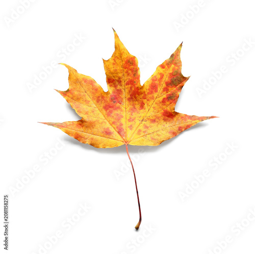 Beautiful autumn maple leaf...