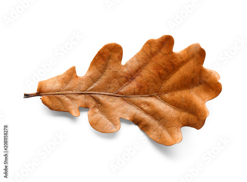Beautiful autumn oak leaf i...