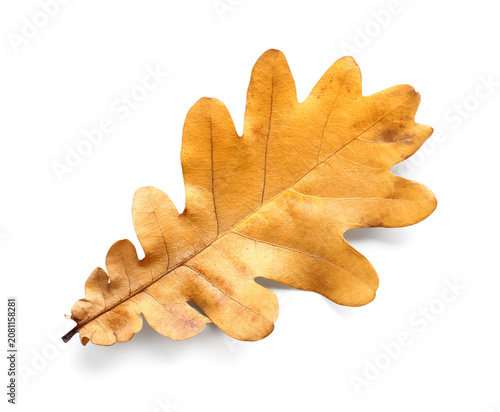 Beautiful autumn oak leaf i...