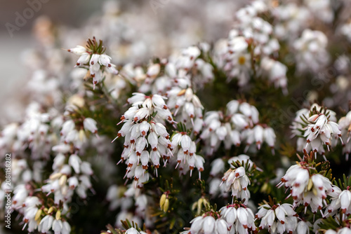 Cuadro en lienzo Bright white bloom of Erica carnea (winter heath, also called spring heath or alpine heath), bell-shaped tiny flowers in the branches with needle-like leaves