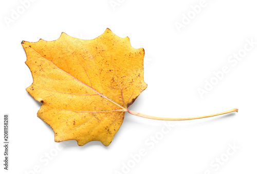 Beautiful autumn aspen leaf...