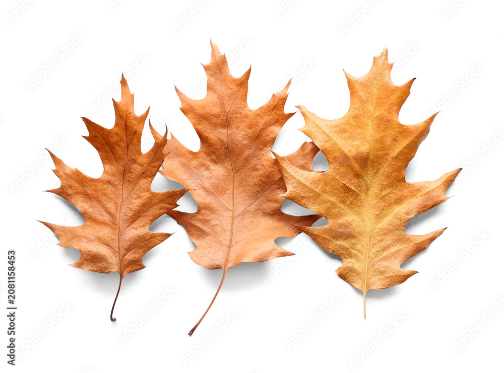 Fototapeta premium Beautiful autumn oak leaves isolated on white background