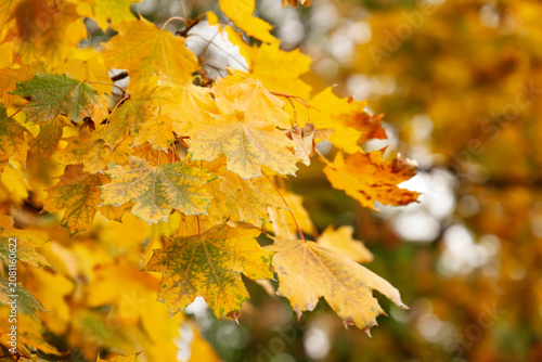 Beautiful tree with yellow ...