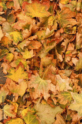 Yellow autumn leaves in par...