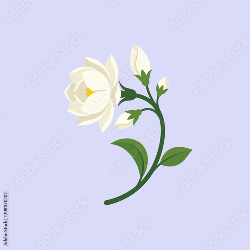 A delicate white jasmine flower with green leaves on purple