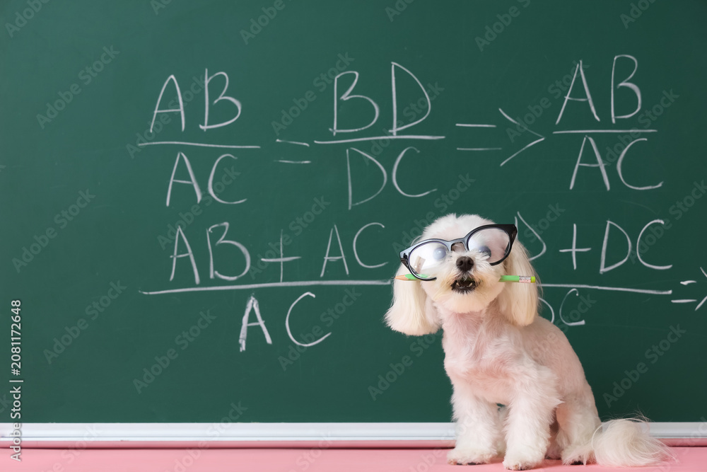 Obraz premium Cute Maltese dog in eyeglasses with pencil near green chalkboard with math formulas