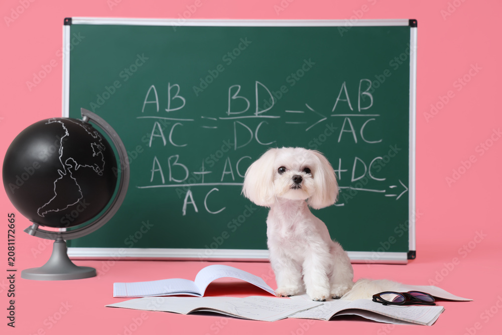 Obraz premium Cute Maltese dog, globe, notebooks and green chalkboard with math formulas on pink background