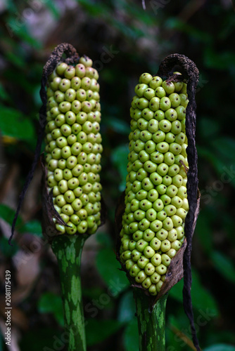 Foto Clusters of densely packed konjac fruits