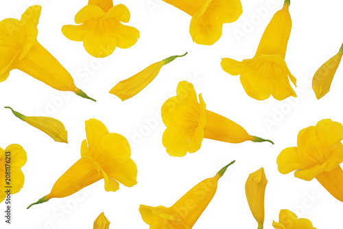 Pattern of fresh yellow elder trumpet flowers and buds isolated on white background