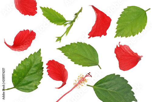 Deconstructed red hibiscus flower petals, green leaves, and stamen isolated on white background