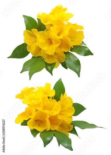 Set of fresh yellow elder trumpet flowers and green leaves isolated on white background