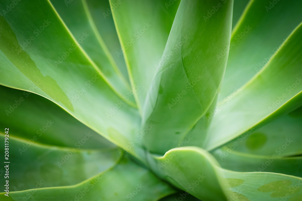 Naklejka premium Agave Closeup