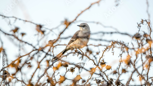 Fényképezés Shadow Creek Mockingbird