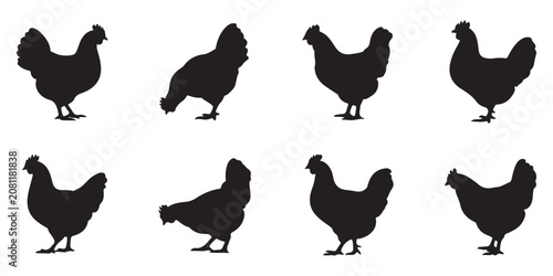 Obraz na płótnie Collection of chicken silhouettes in different poses isolated on white background for creative design graphic projects