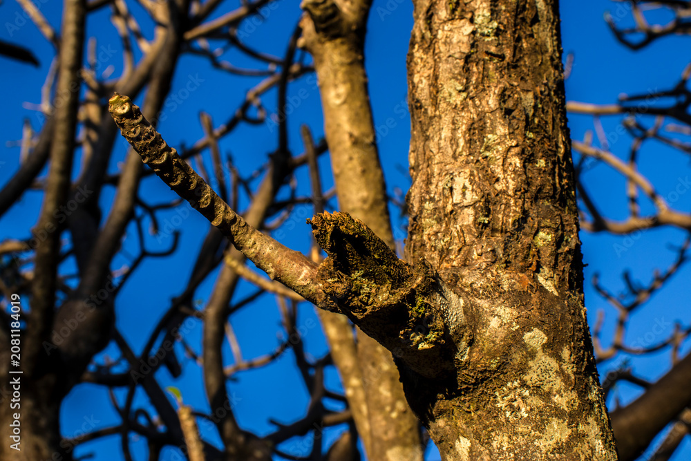 Obraz premium Bare frangipani branches stretching against clear blue sky in Brazil. Low-angle background shot of leafless Plumeria branches creating a natural geometric abstract pattern texture 