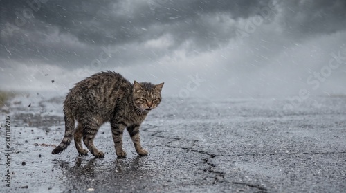 Stray Tabby Cat Standing on Wet Asphalt Road in Heavy Rain under Dark Stormy Sky