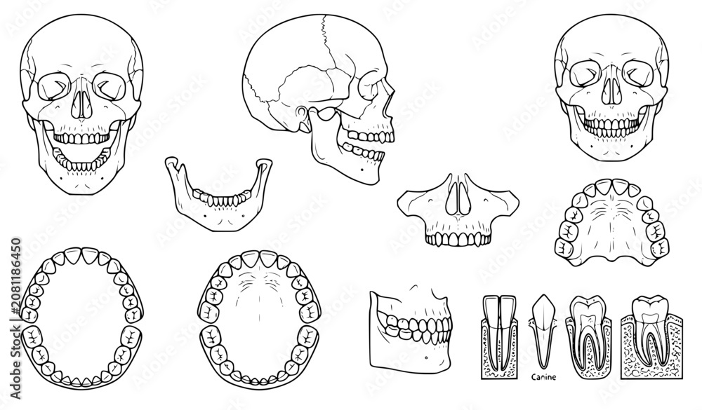 Obraz premium Human Jaw and Teeth Anatomy Outline Vector Illustration Set