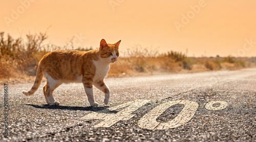 Orange Tabby Cat Walking on Cracked Asphalt Road Stenciled with 40 Degrees Heatwave Sign