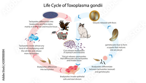 Foto Life Cycle of Toxoplasma gondii, the life cycle of Toxoplasma gondii, highlighting feline and intermediate hosts, oocyst formation, tachyzoites, bradyzoites, and parasite transmission