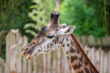 Close-up of a giraffe's head at the zoo