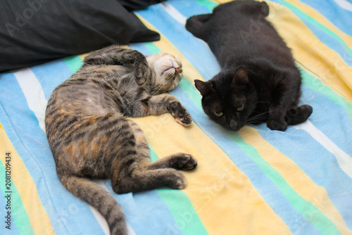 Two domestic cats relaxing together on a colorful striped bed blanket overhead view