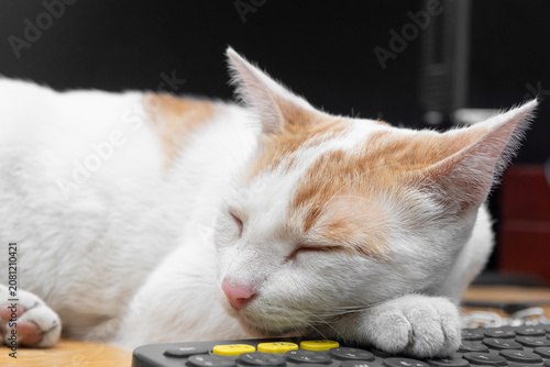 Turkish Van Cat sleeping, sleeping cat concept