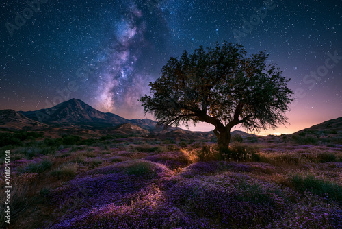 wildflower field beneath the Milky Way, moonlight softly illuminating blossoms, photorealistic astrophotography.