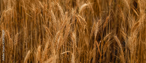 Cuadro en lienzo Close-up of ripe wheat field
