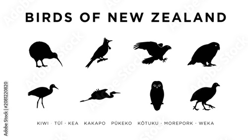 Black and white illustration of eight iconic new zealand birds standing on a clean background Vector