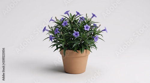 A potted dwarf mexican petunia plant featuring vibrant purple trumpet-shaped flowers and lush green foliage displayed against a clean, plain white background