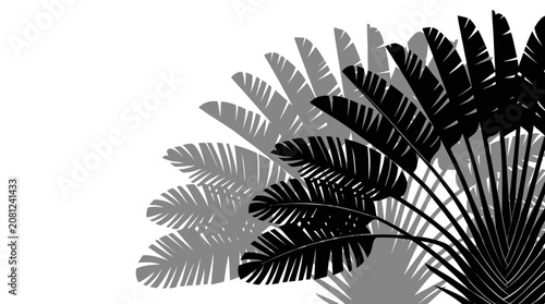 Minimalist black and white tropical palm leaves silhouette on white background. Vector Illustration