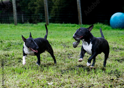 Canvas Print Two black mini bull terriers running and playing
